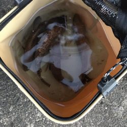 オオモンハタ祭り