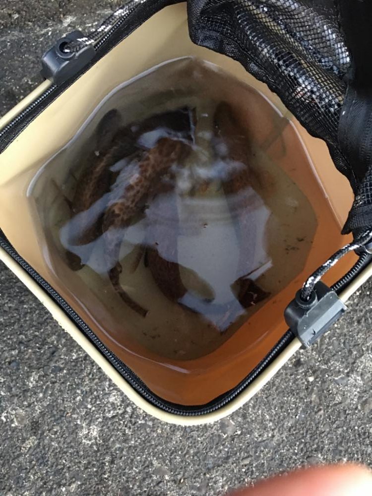 オオモンハタ祭り