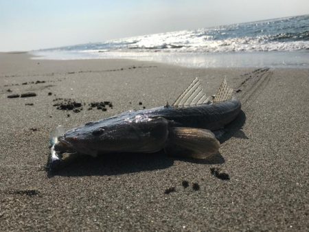 久しぶりのマゴチ