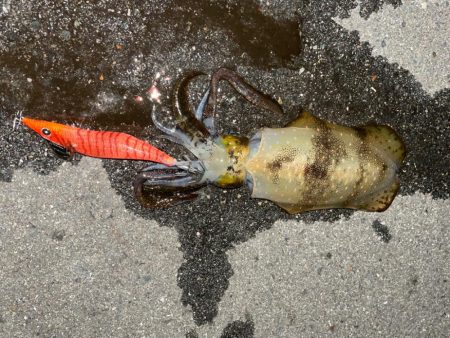 今日もエギング中毒発動！