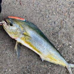 午後からちょい投げ