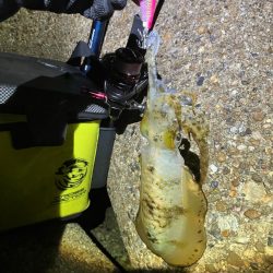 アオリイカの型良くなってきました＼(^o^…