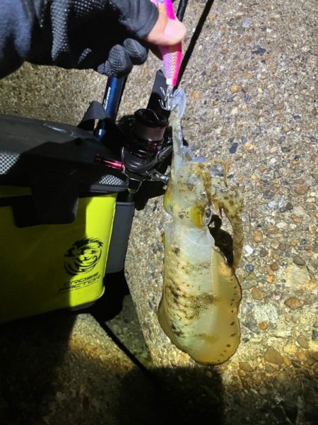 アオリイカの型良くなってきました＼(^o^…