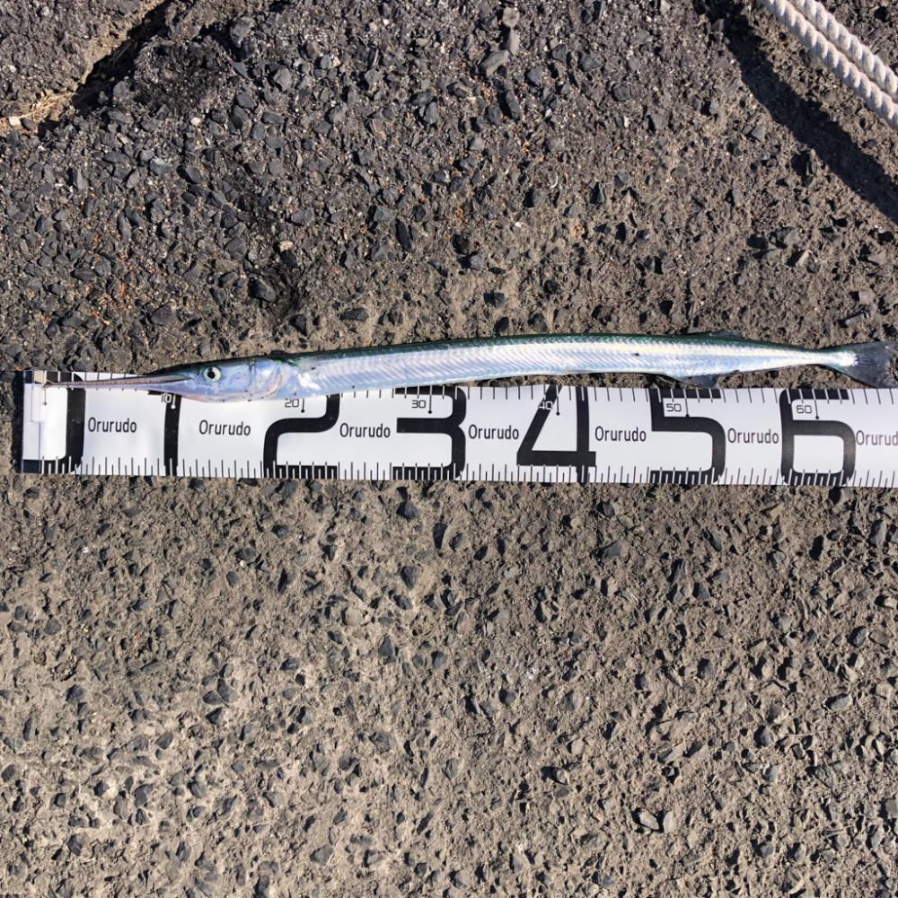 初の泳がせ釣り