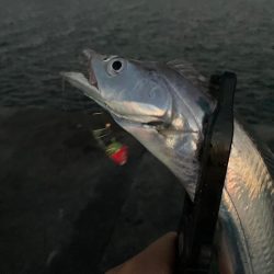 上向き泉州タチウオ