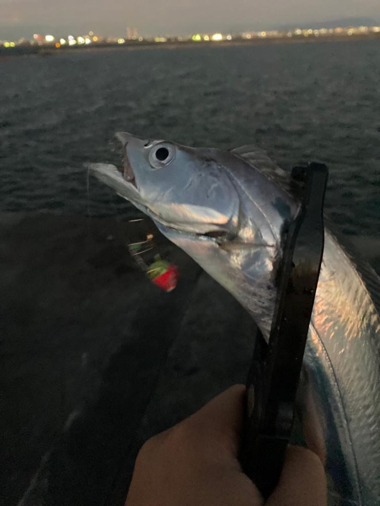 上向き泉州タチウオ