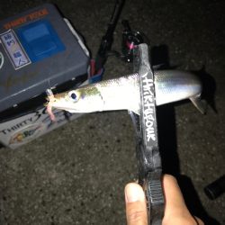 早朝尺鯵狙い….