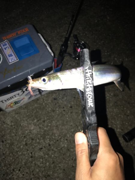 早朝尺鯵狙い….