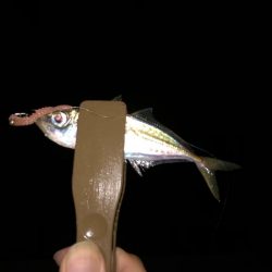 豆アジングはやめられない