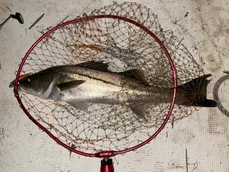 ボートシーバス