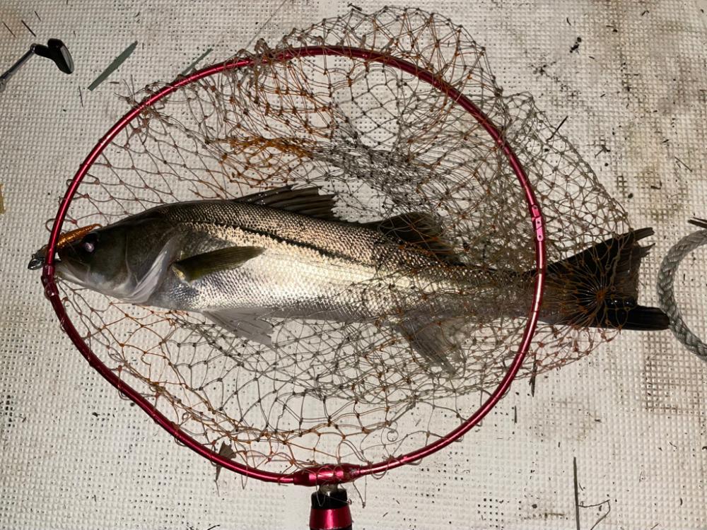 ボートシーバス