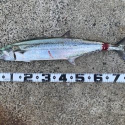 今週も、今期初物サワラ！