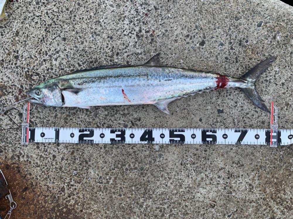 今週も、今期初物サワラ!