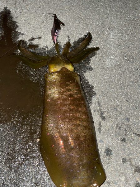 良型確保ーー♪