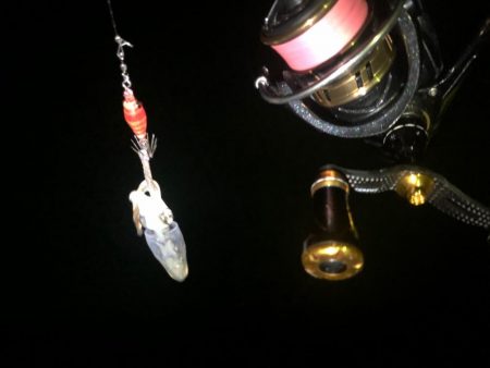 ウルトラライトエギング！