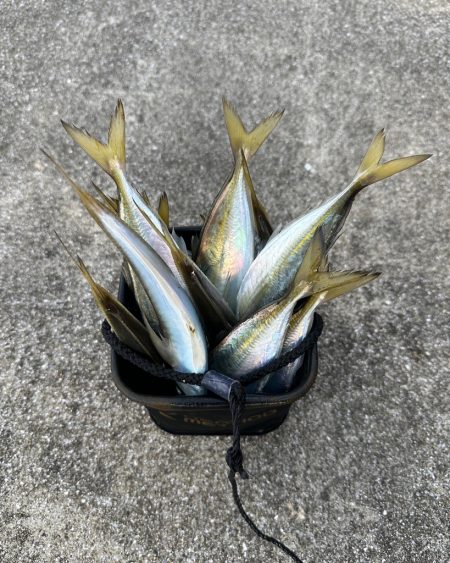 パターンを探す釣り