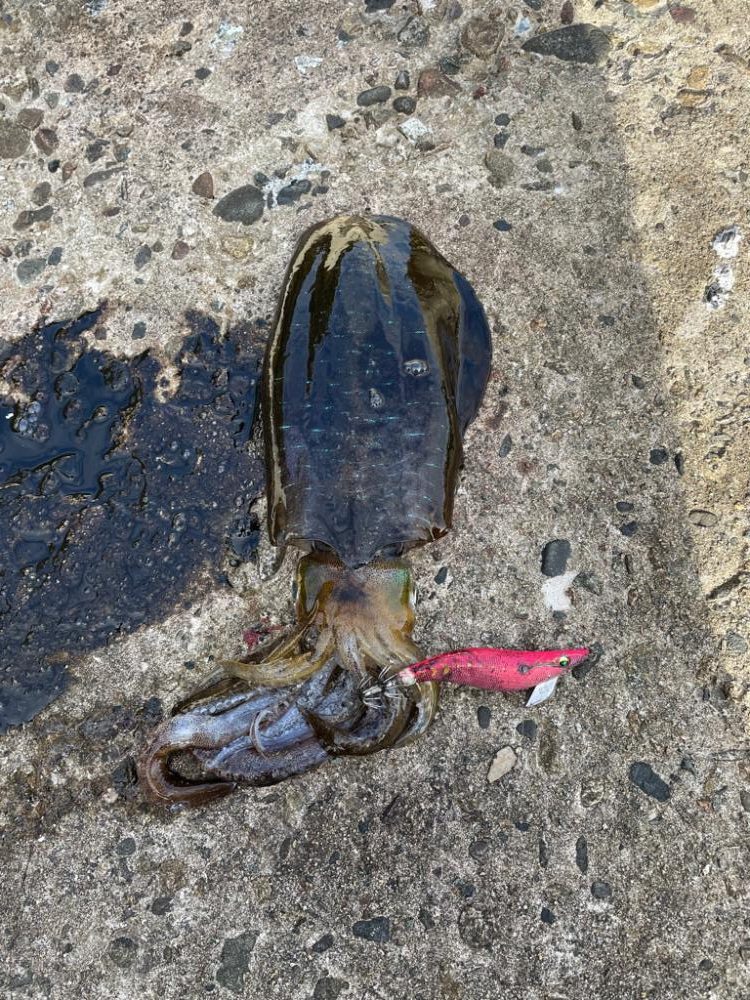 好調日本海エギング、数から型になりました