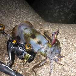 渋いが今年は大型期待