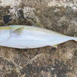 初めて陸からメジロ