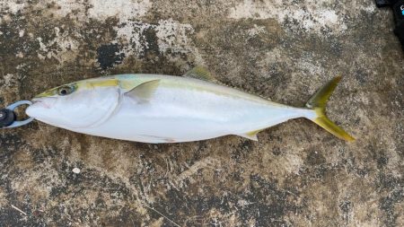 初めて陸からメジロ