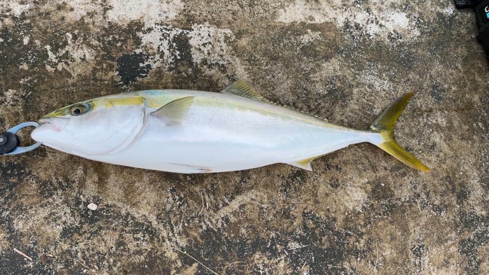 初めて陸からメジロ