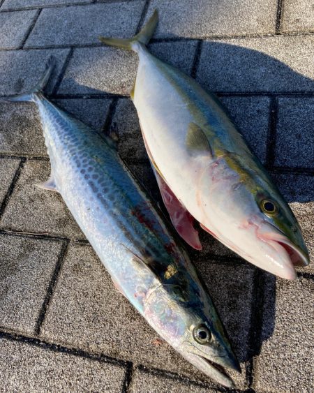 湾奥青物廻戦。サゴシ&ハマチ。。