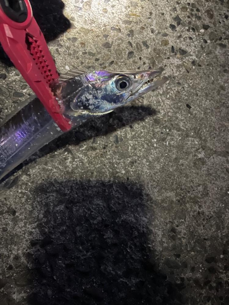 アオリイカを釣りに行きましたが・・・