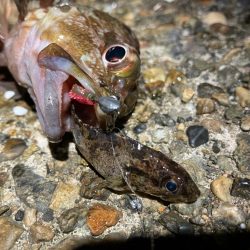 アジはいるのか？