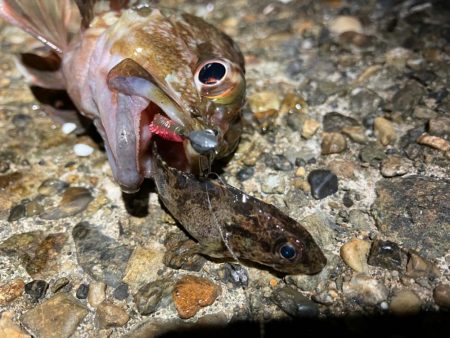 アジはいるのか？