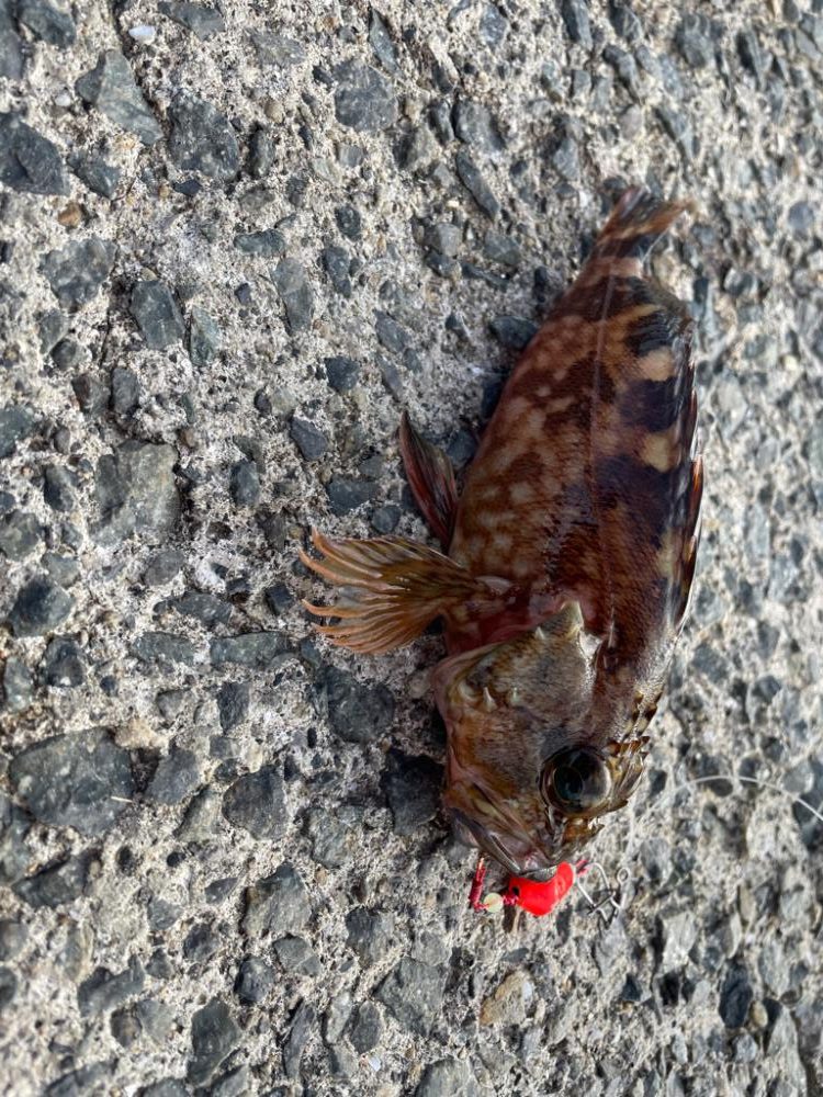 ガジラ爆釣！！南大阪編