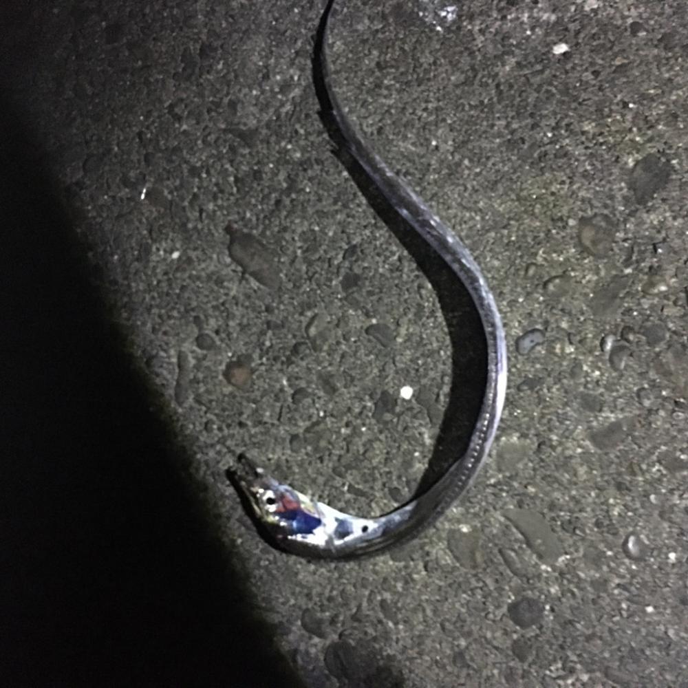 夕方の太刀魚