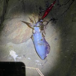 久しぶりのアオリイカ