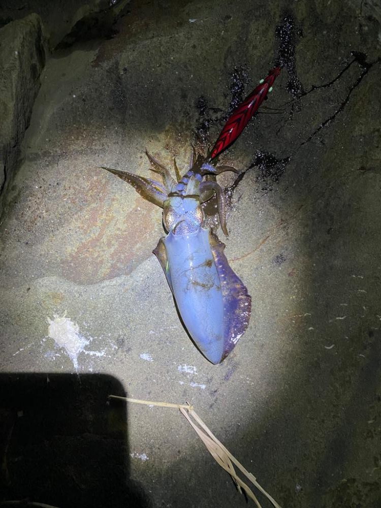 久しぶりのアオリイカ