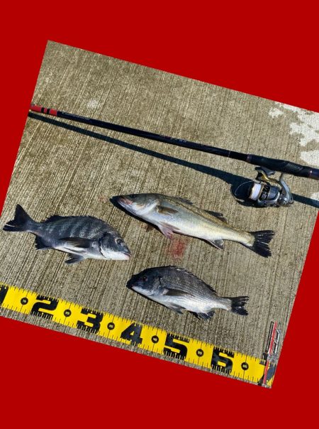 久しぶりのハネ