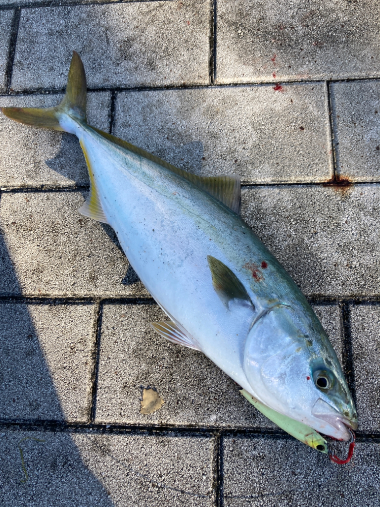 激混み湾奥コスモ。ハマチ42cm。。