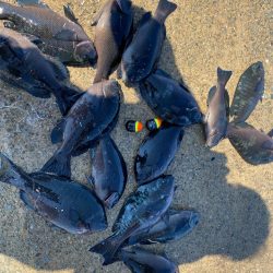 大阪湾グレ釣り