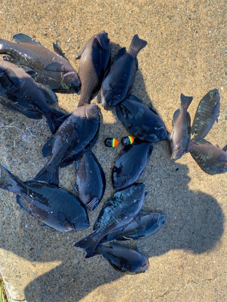 大阪湾グレ釣り