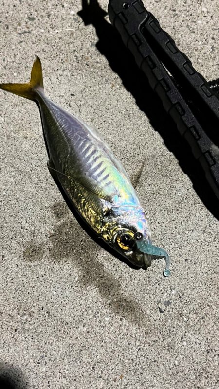 仕事終わりのナイトアジング