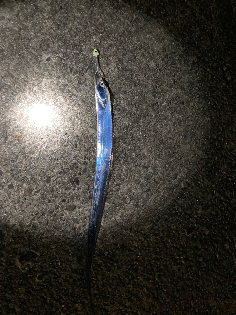 タチウオ釣り