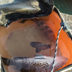 オオモンハタばかりですね、、、