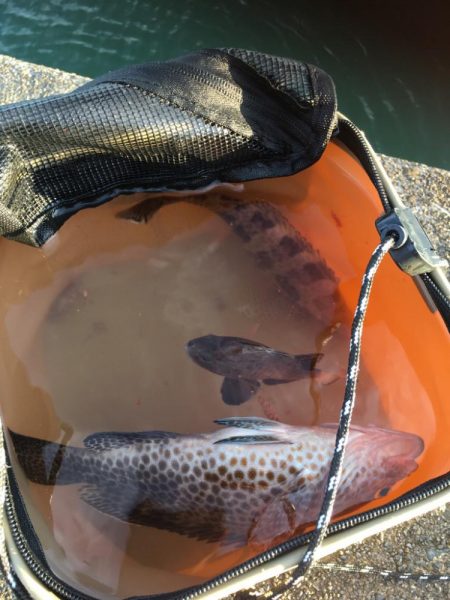 オオモンハタばかりですね、、、