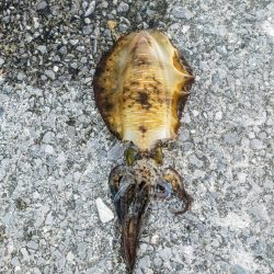 1か月半ぶりのアオリイカ