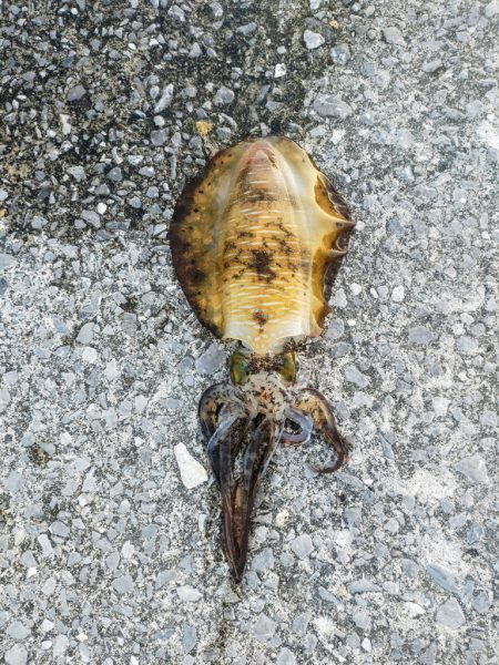 1か月半ぶりのアオリイカ