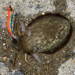 アオリ&コウイカ