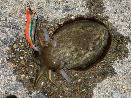 アオリ&コウイカ