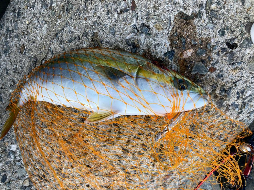 大物はいずこへ