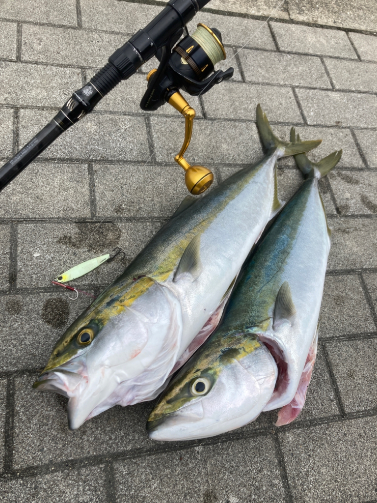 湾奥コスモ。ギリメジロ2本。。