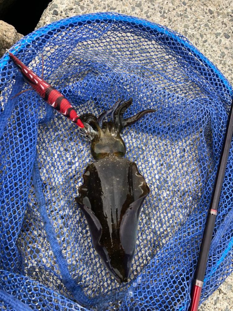 久々のデイエギング