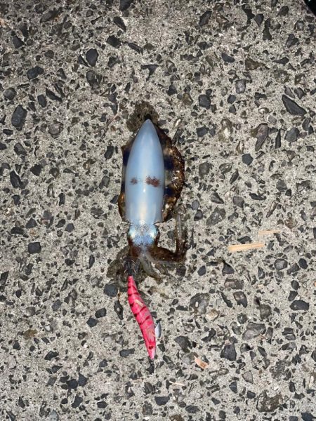 やっと秋が訪れました！