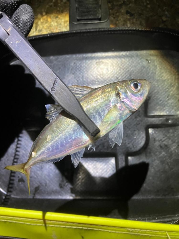 アジング楽しい(^。^)